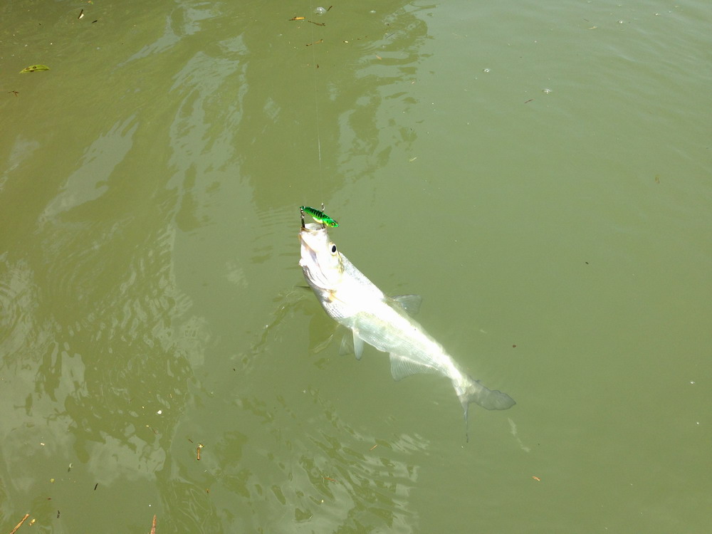 IP5 280.JPG