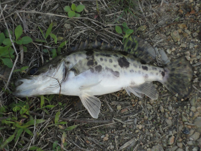 DSC06825.jpg