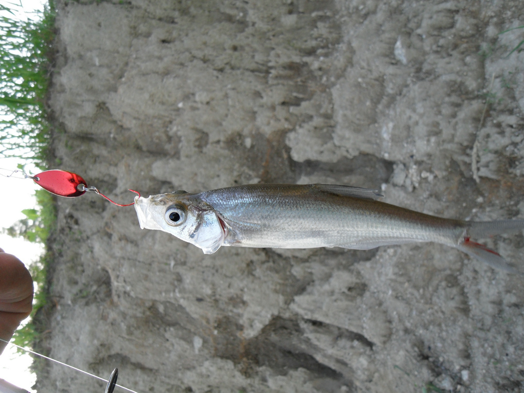201.JPG