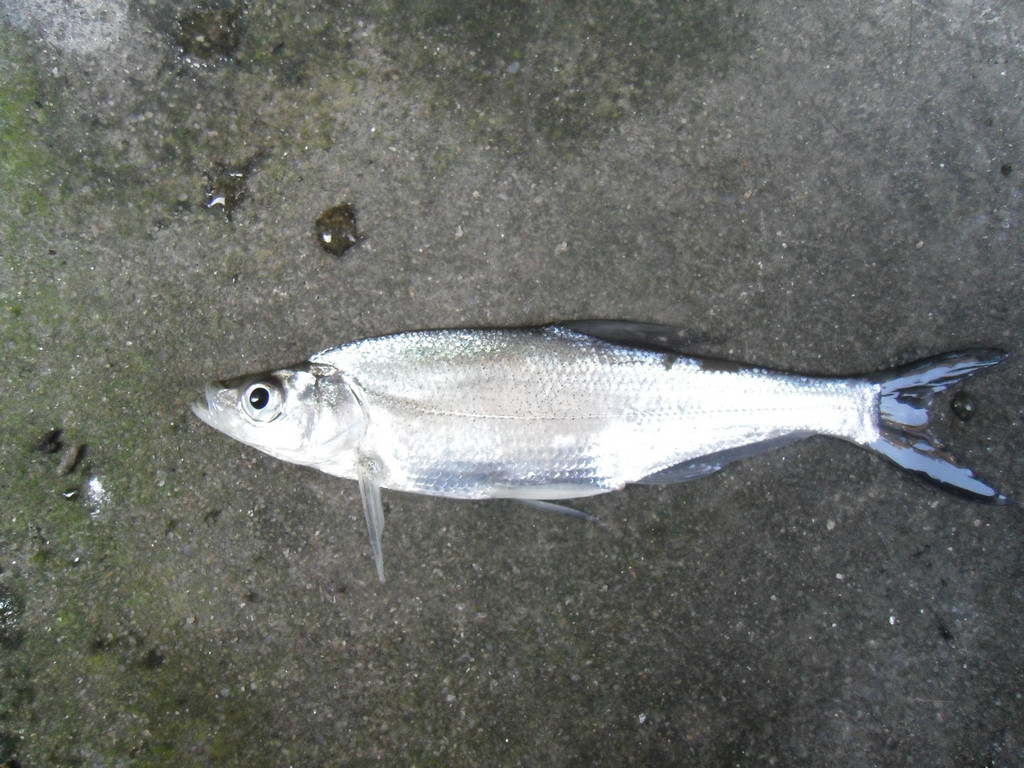 207.JPG