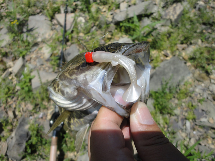 DSC07285.jpg