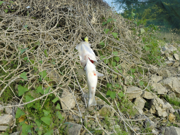 DSC07328.jpg