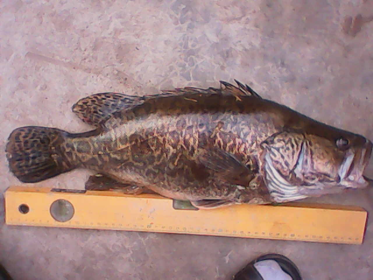 IMG_20130516_122847733.jpg