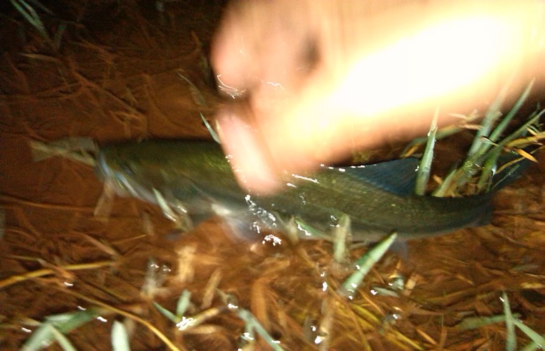IMG_20130523_204642.jpg