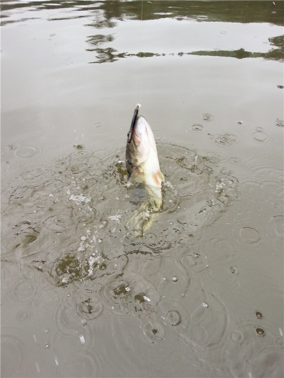 20130610_111119.jpg