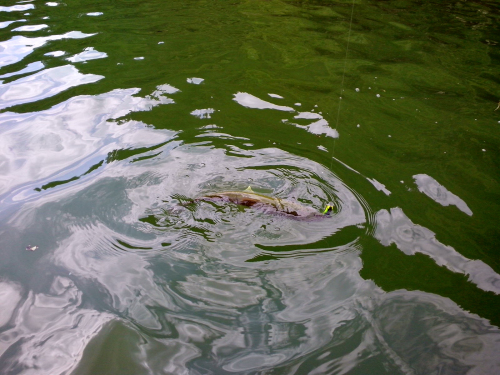 IMG_20130623_143650_༭.jpg