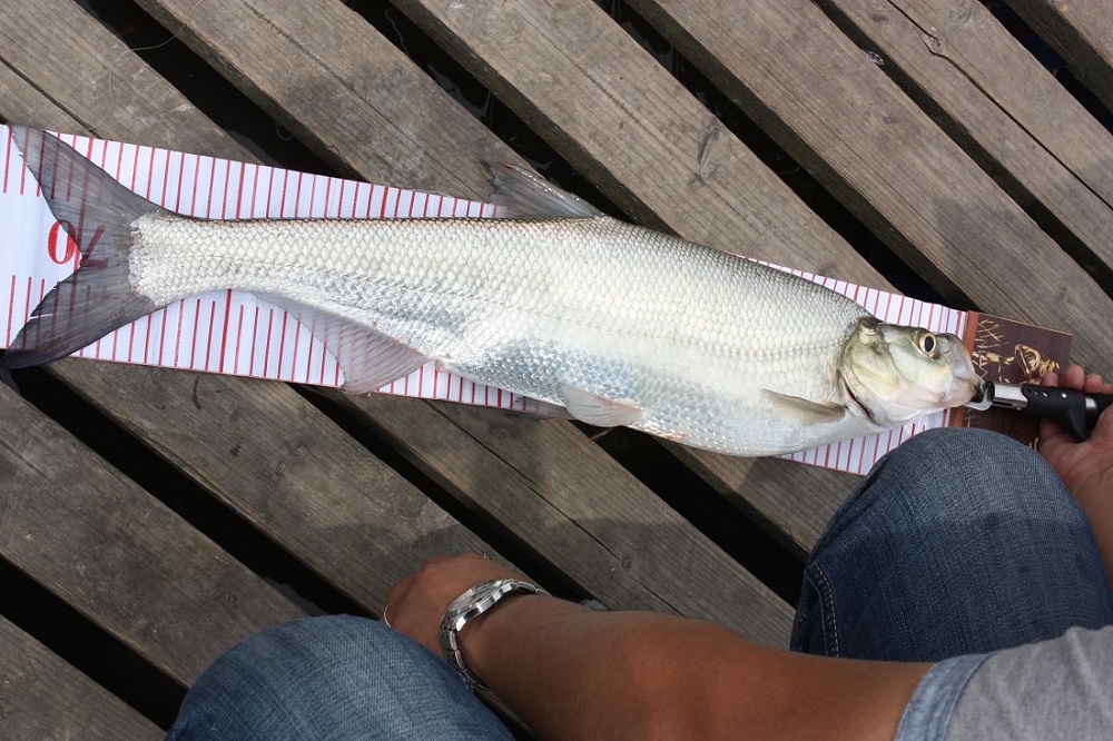 75cm.JPG