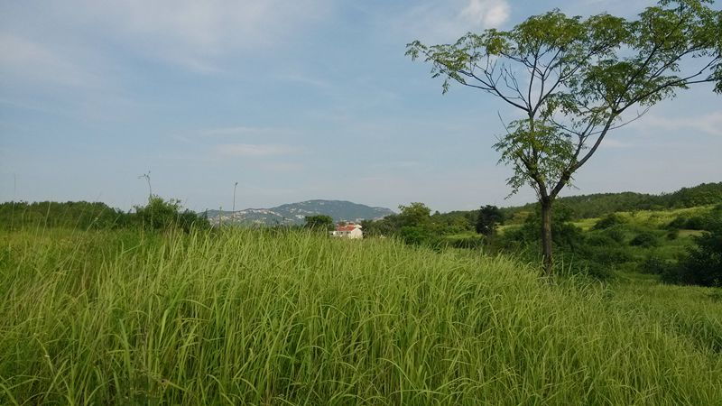 IMG_20130729_092825_.jpg