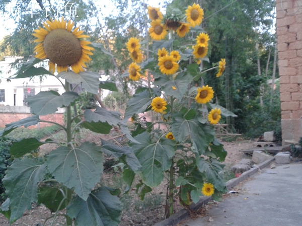 20130728_061324.jpg