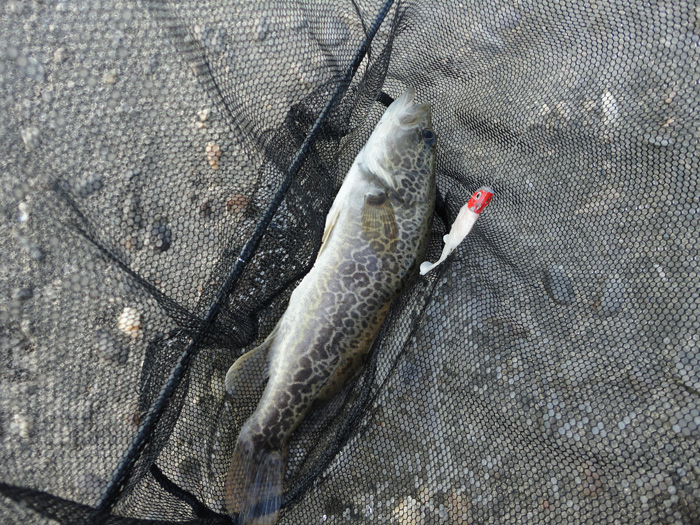 DSC07794.jpg