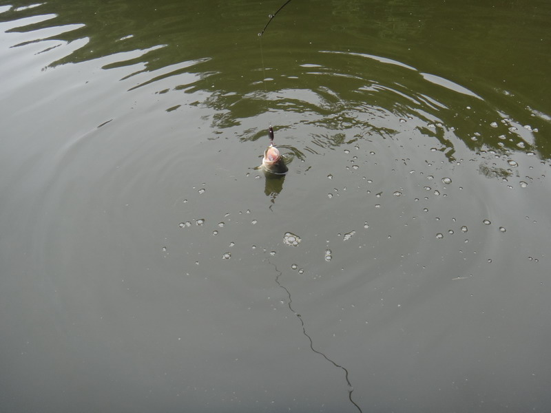 DSC01400_С.JPG
