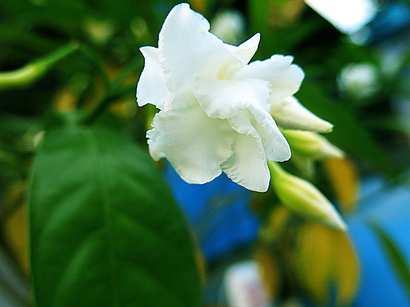 IMG_7071_.jpg