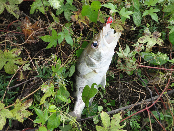 DSC07968.jpg