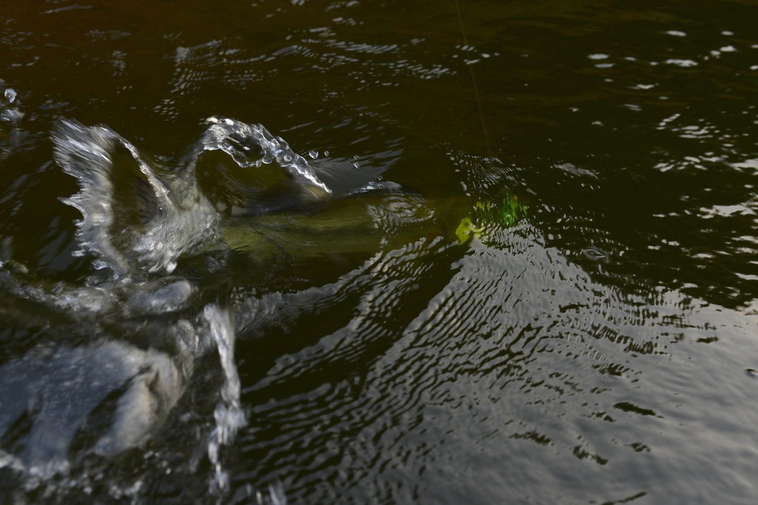 _DSC2996_СС.JPG