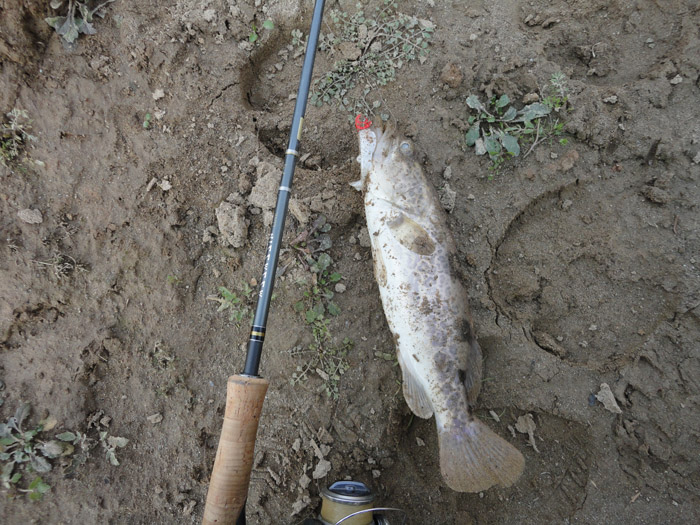 DSC08275.jpg