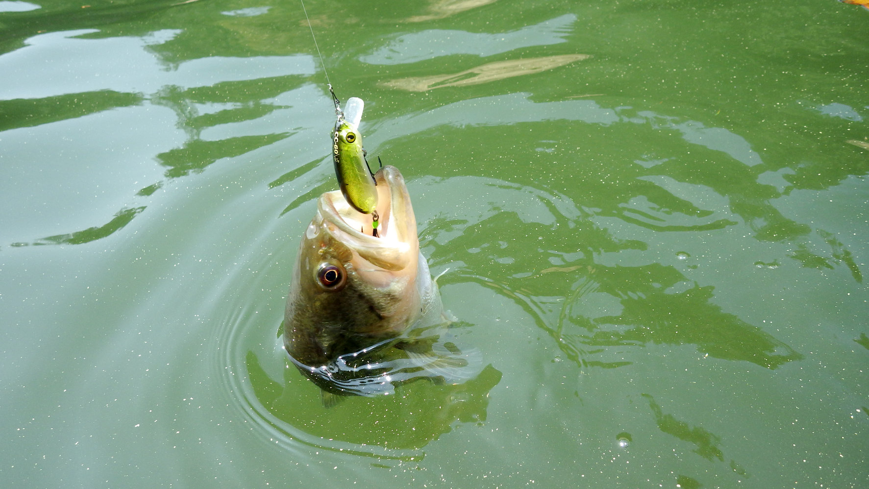 IMGP0055.jpg