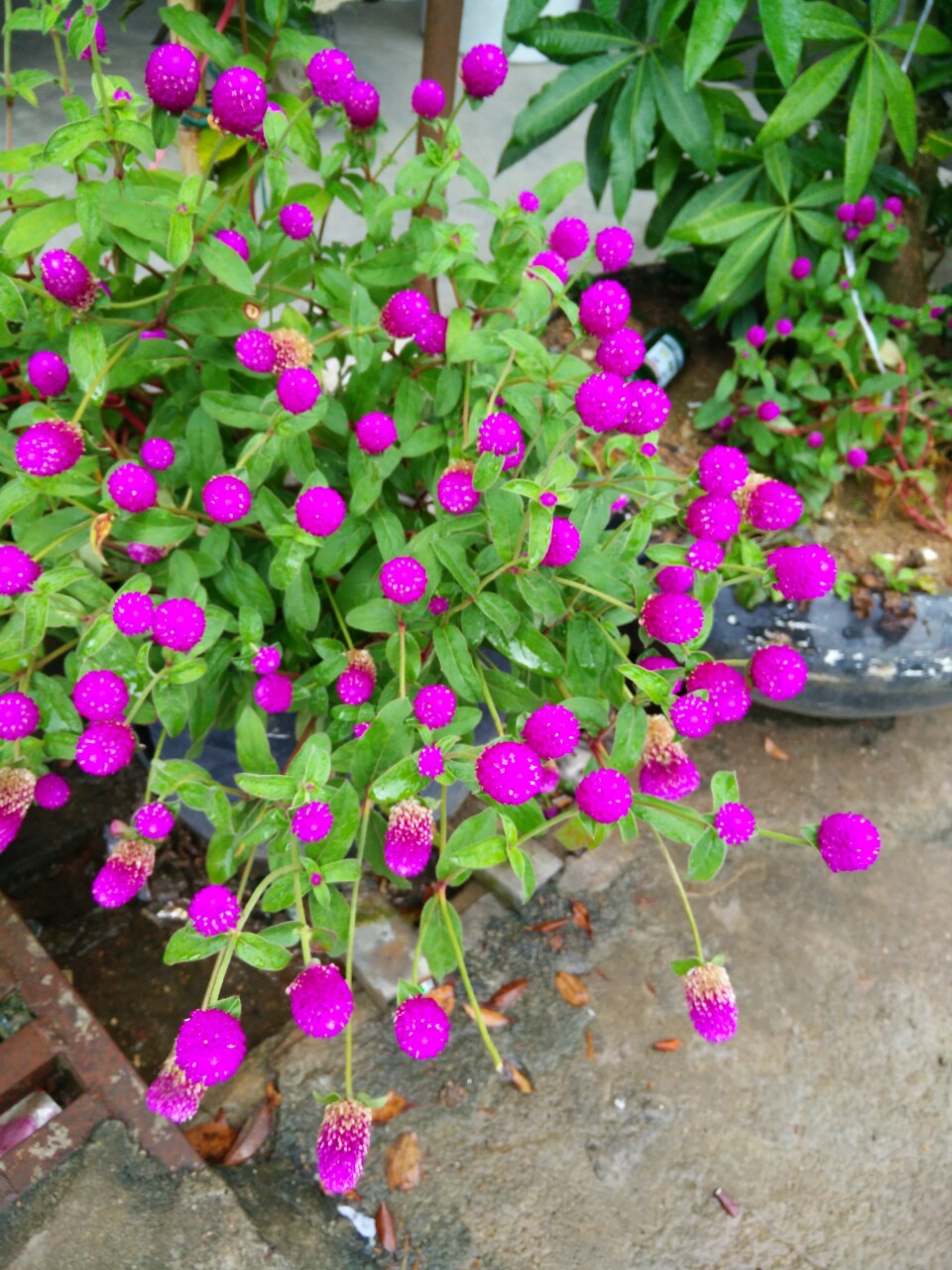 IMG_20140918_171855.jpg