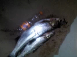dAUAAAAAAAAAnull&bo=VQOAAkAGsAQFCA0!&rf=photolist&t=5.webp.jpg