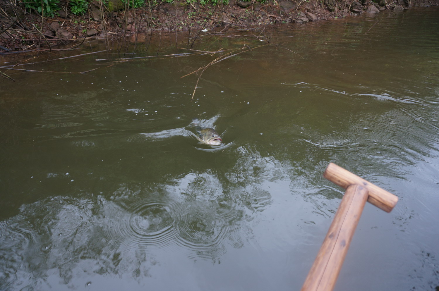 DSC00136_СС.JPG