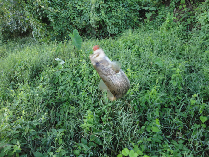 DSC01308.jpg