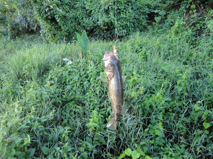 DSC01307.jpg