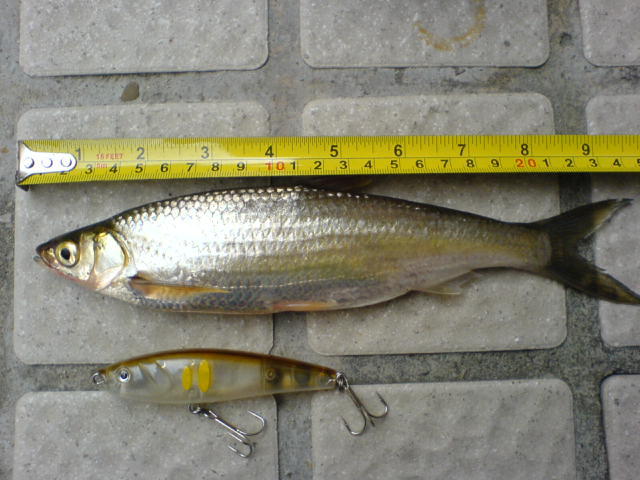 25cm