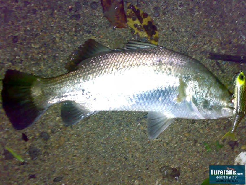 4lb on SeaDrive.jpg