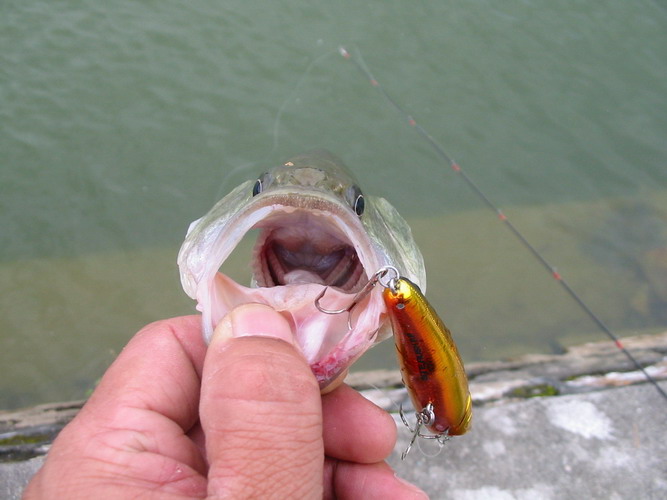 BASS.jpg