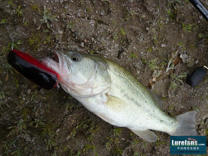 BASS1.jpg