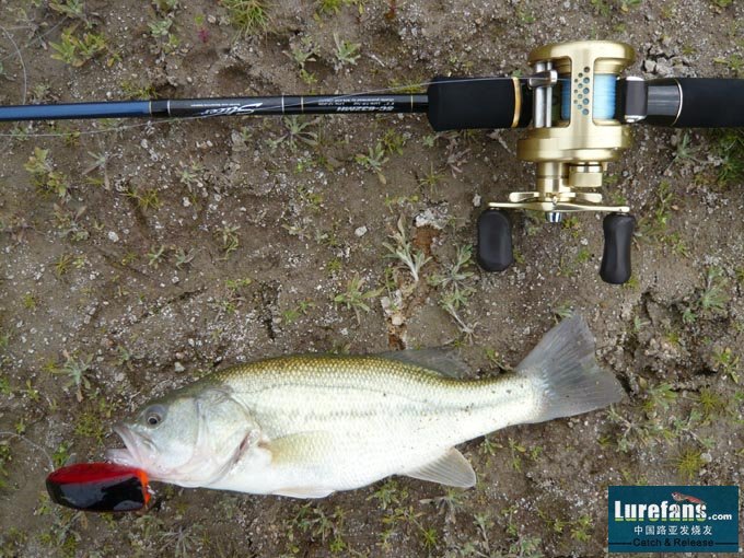 BASS.jpg