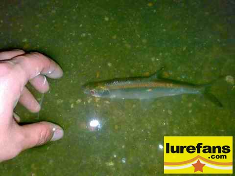 20080507237.jpg