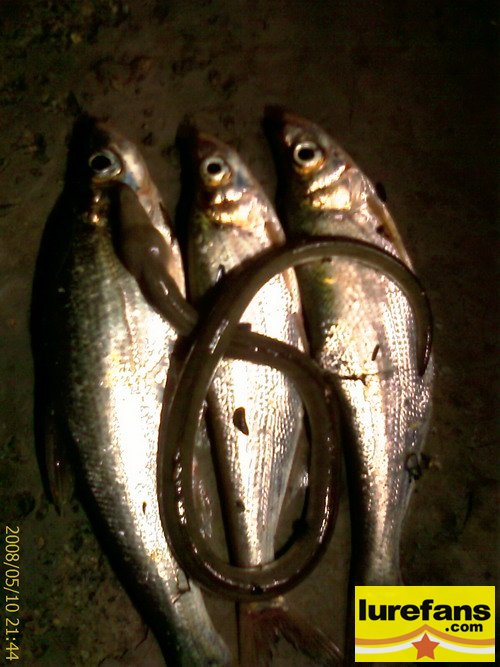 IMAG0010.jpg
