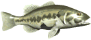 Big Bass.gif