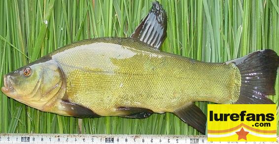 fish_11.jpg