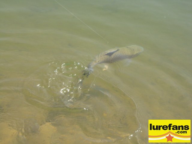 20080513_fa0344402d0cb0633042JS1xMesuCRam.jpg
