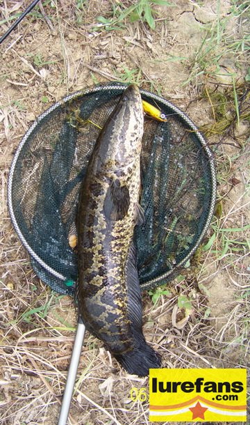 2008 6 7 60cm 021.jpg
