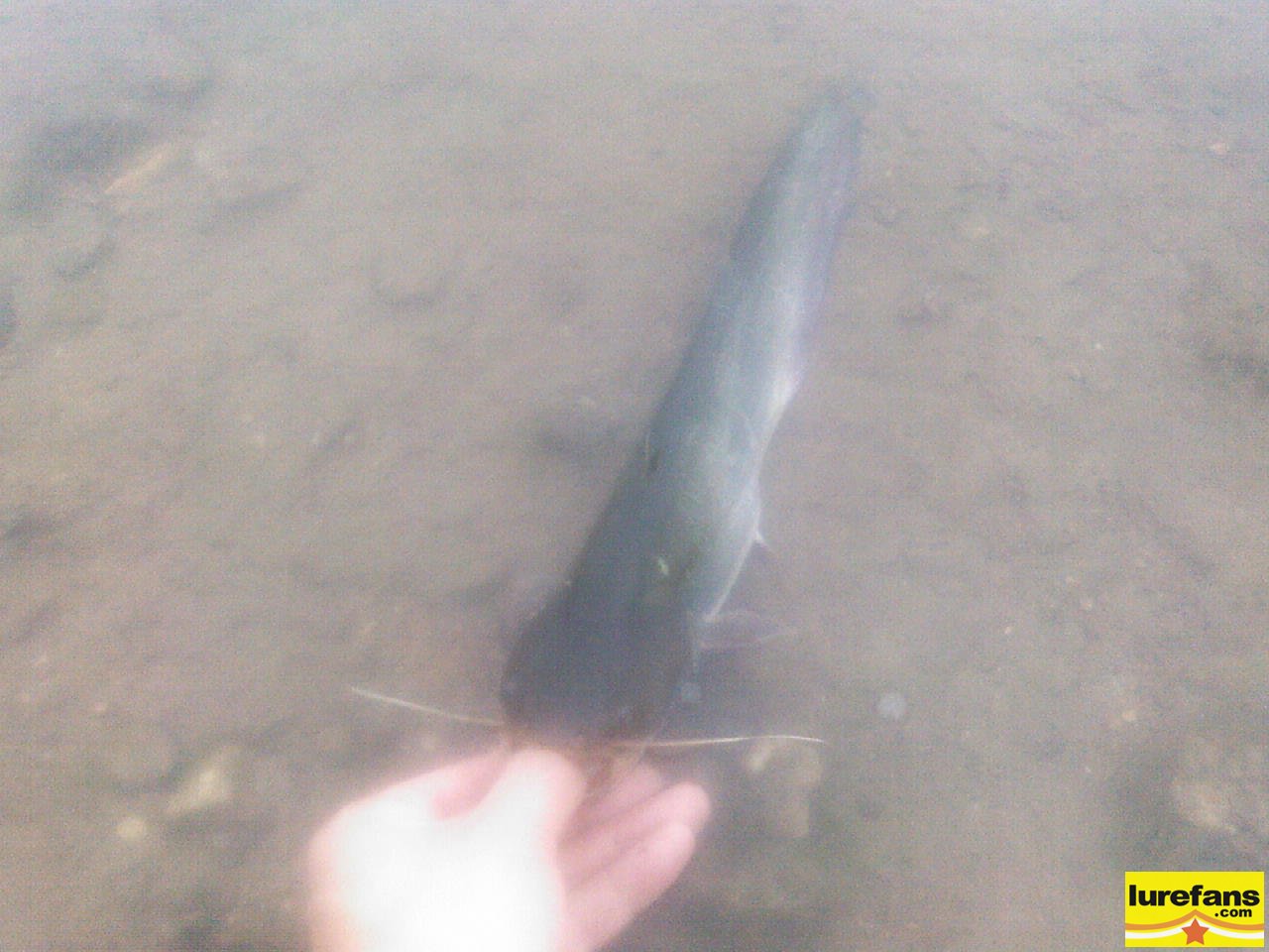 Ǳŵ