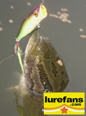 Ǻʹڵд