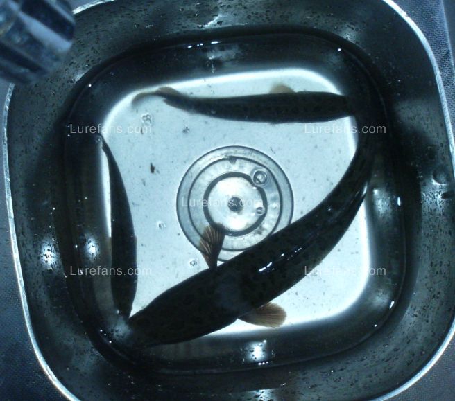 ճСڣˮо