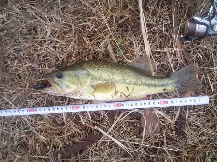 ˮϲ39UPBASS.JPG