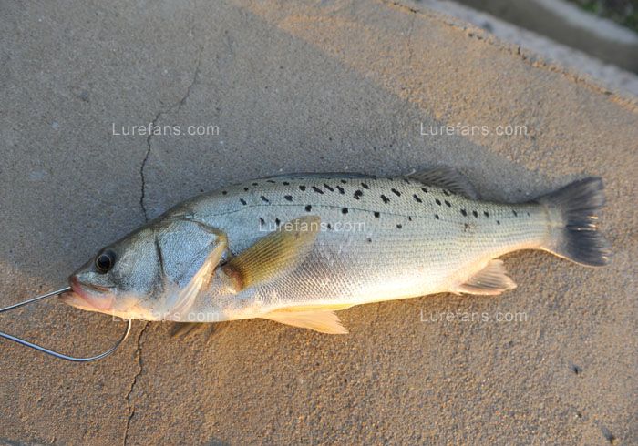 DSC_1350 .jpg