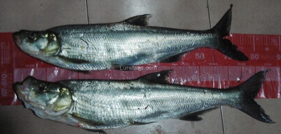 20090413-3.jpg