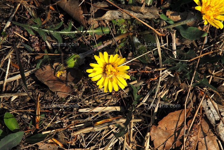 DSC_0041.jpg