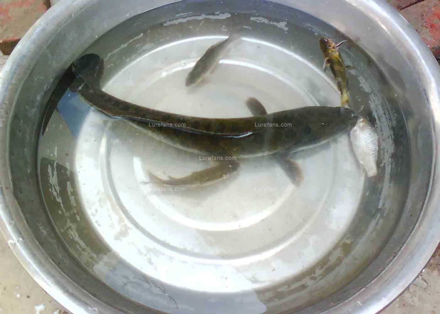 IMG0062A.jpg