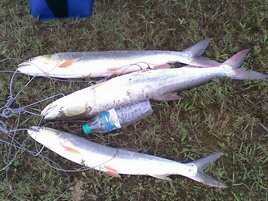 20090516761.jpg