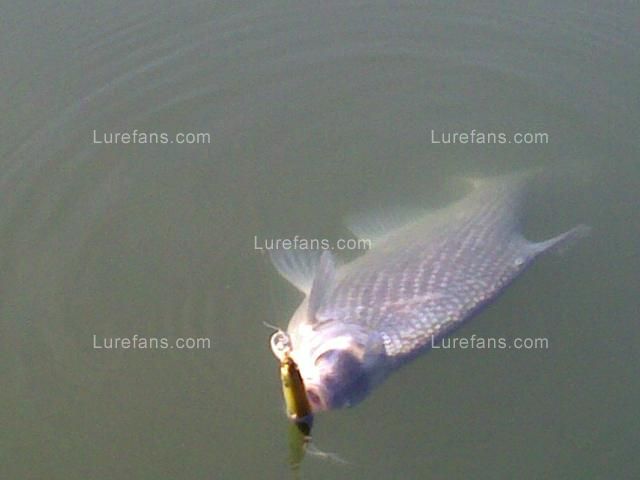 20090529082.jpg