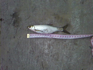 19cm