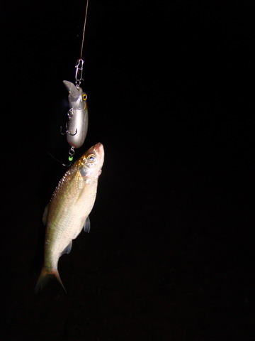 DSC06550.JPG
