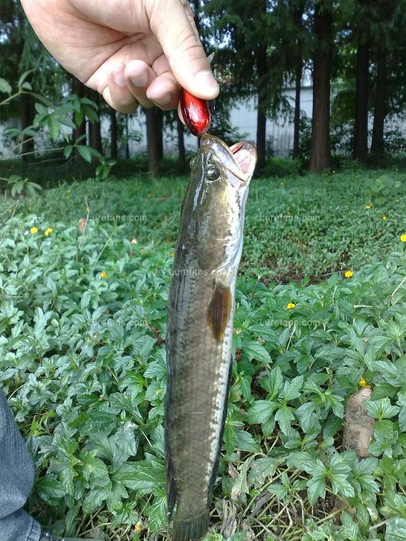 20090912080.jpg