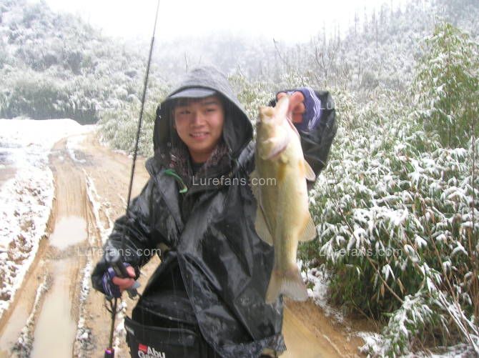 BASS.jpg